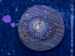 Zoanthids - Dragon Slayer