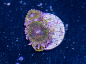 Zoanthids - Chiquita