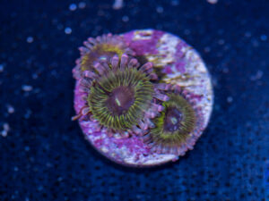 Zoanthids - Chiquita