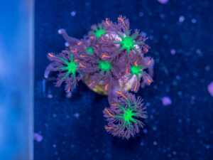 Clove Polyp - Firework