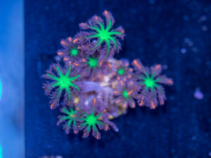 Clove Polyp - Fireworks