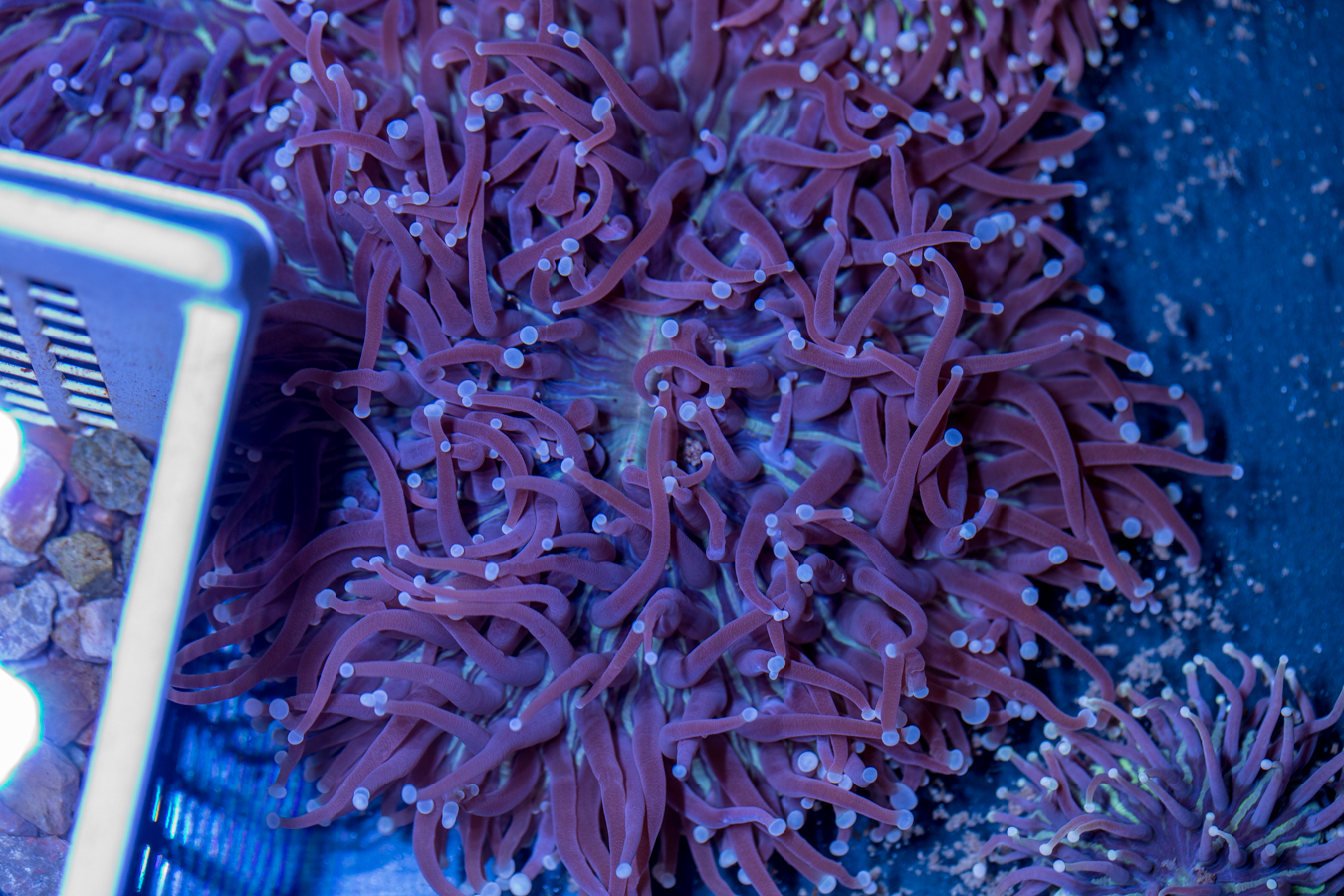 Heliofungia 1 Heliofungia