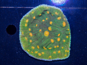 Chalice - Space Invader