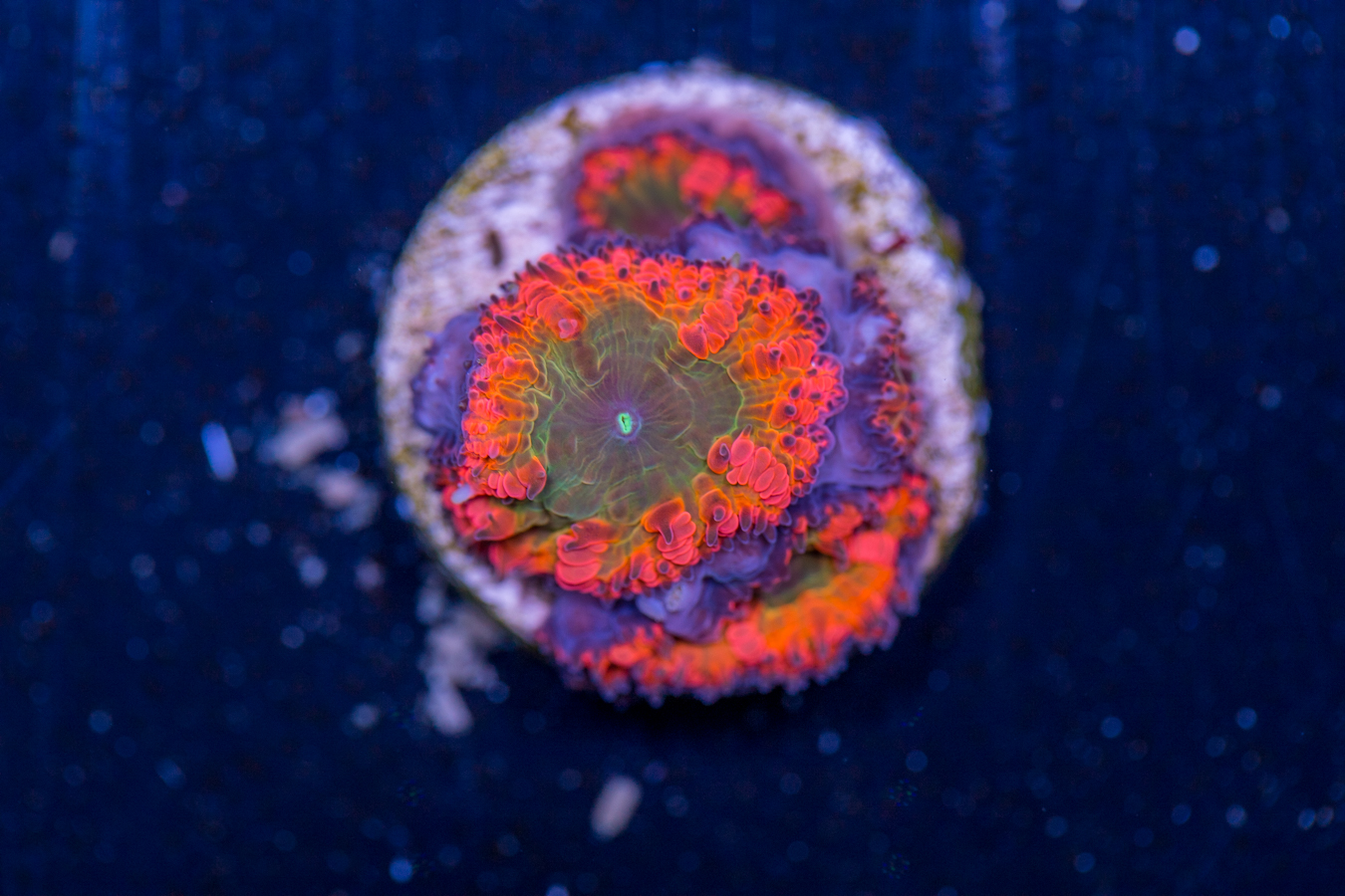 Blastomussa 1 Blastomussa