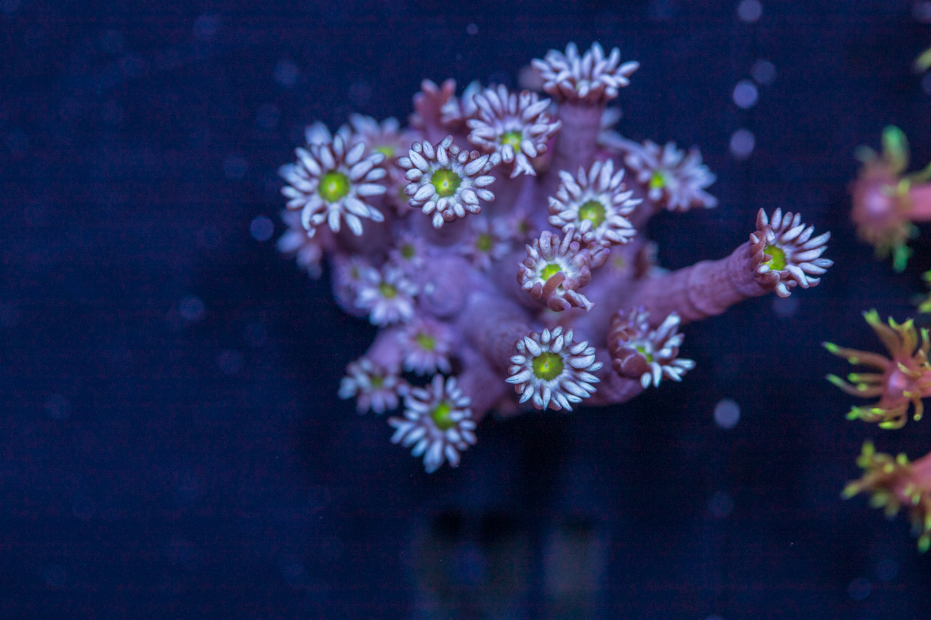 Goniopora 1 Goniopora