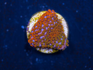 Montipora - Rainbow