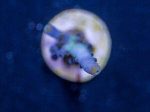 Acropora - Miyagi Tort