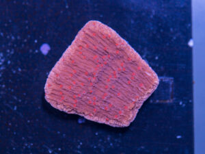 Montipora - Red Rose