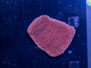 Montipora - Red Rose