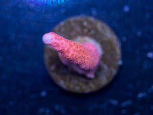 Montipora - Digitata