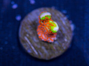 Montipora - Bubblegum Digitata