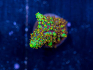 Acropora - Red Polyp Dallas