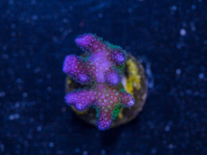 Pocillopora