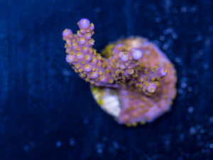 Acropora - Fireworks