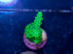 Acropora - Dallas
