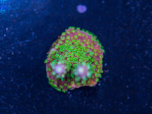 Acropora - Rainbow Loom