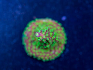 Acropora - Rainbow Loom