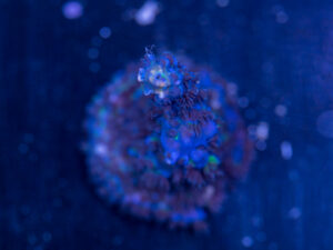 Acropora - Blue Fluffy