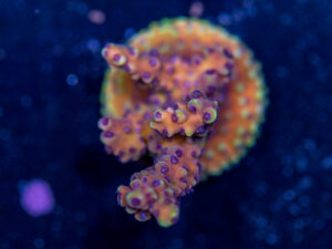 Acropora - Pink Cadillac