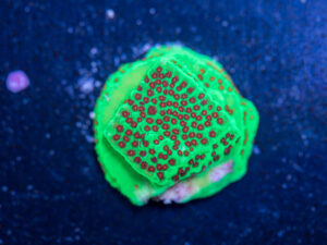 Montipora - Chilli Pepper