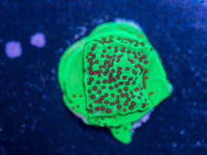 Montipora - Chilli Pepper