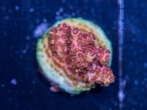 Acropora - Dragon Fruit