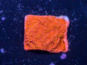 Montipora - Sunburst