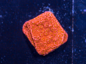 Montipora - Sunburst