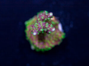 Acropora - Rainbow Loom