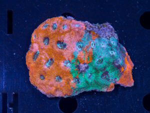 Acan - Echinata
