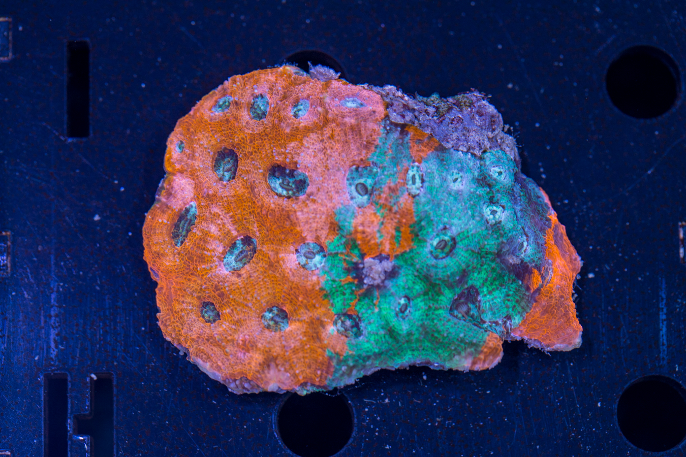 Acan - Echinata 1 Acan - Echinata