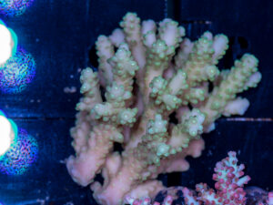 Acropora