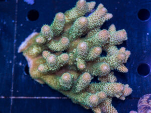 Acropora
