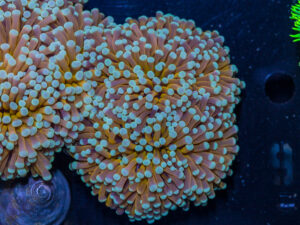 Torch - Mint Tip Gold