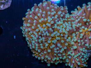 Torch - Mint Tip Gold