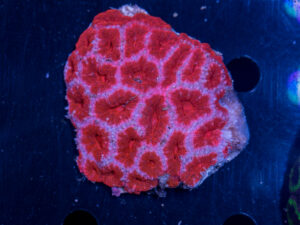 Acan - Lord Howe