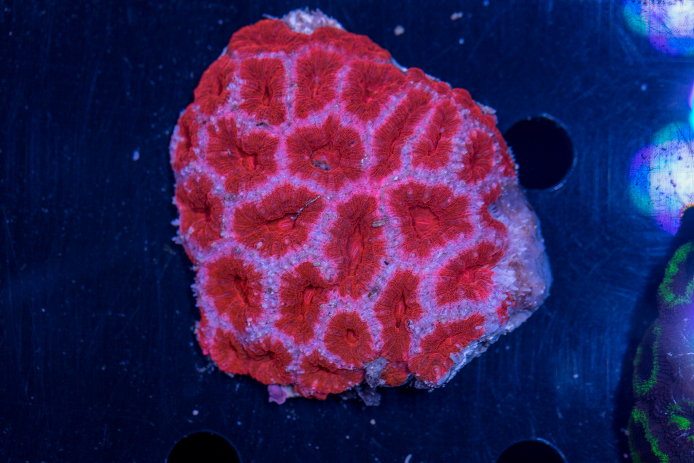 Acan - Lord Howe 1 Acan - Lord Howe