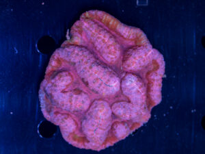 Lobophyllia