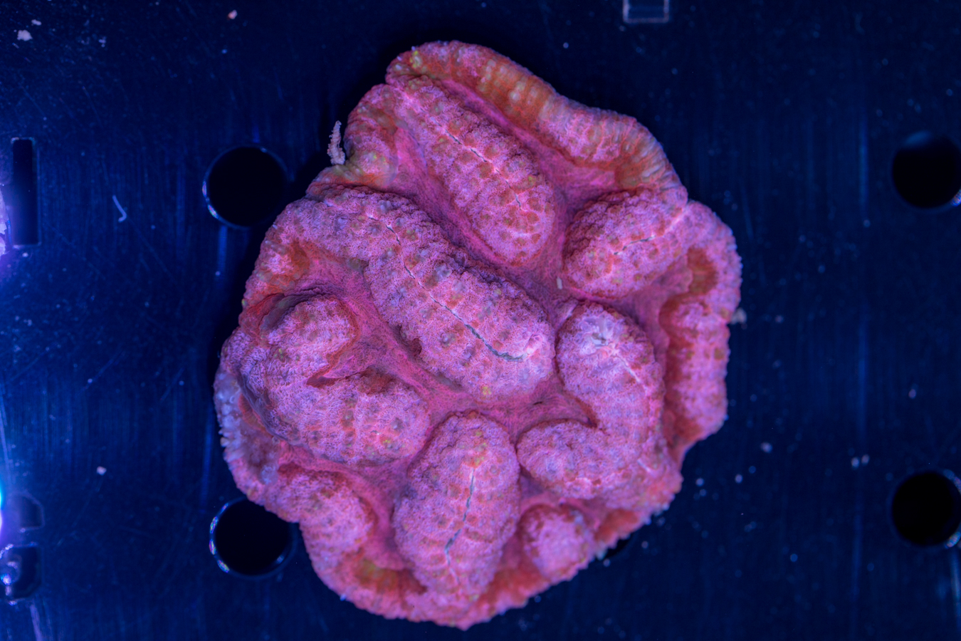 Lobophyllia 1 Lobophyllia