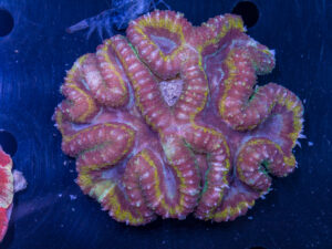 Lobophyllia