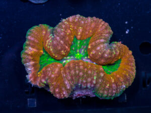 Lobophyllia