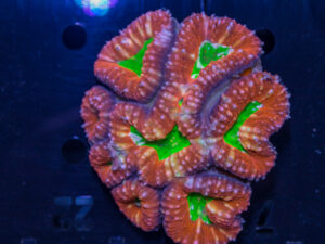 Lobophyllia