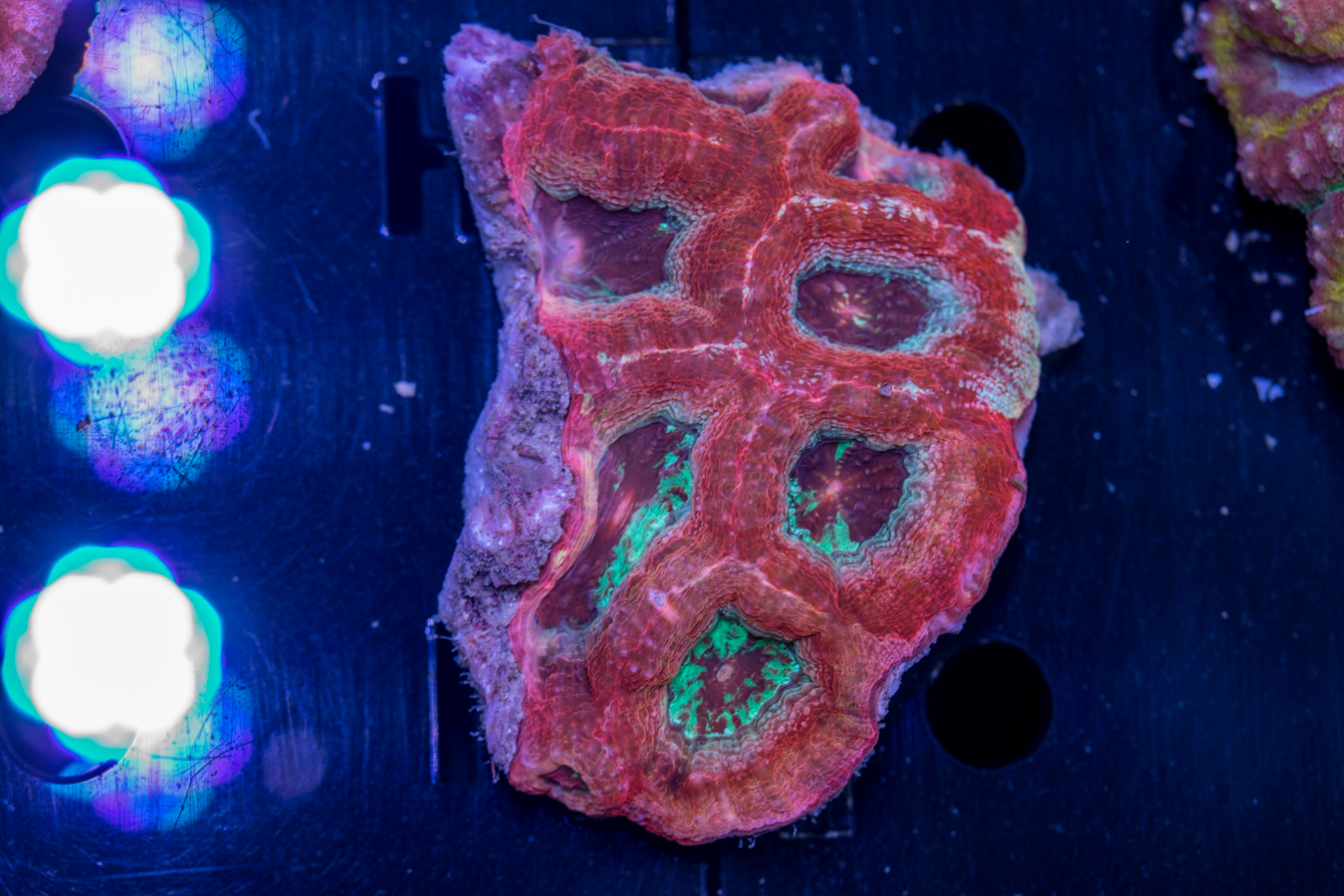 Acan - Bowerbanki 1 Acan - Bowerbanki