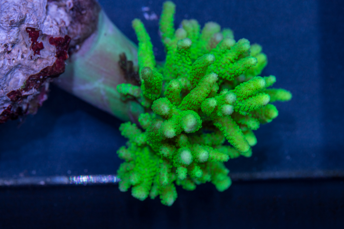 Sinularia 1 Sinularia