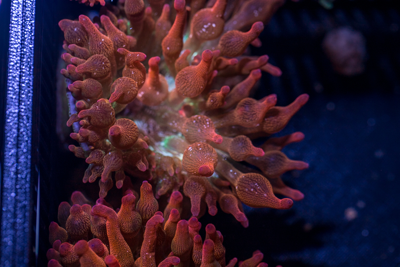 Bubble Tip Anemone - Forest Fire 1 Bubble Tip Anemone - Forest Fire