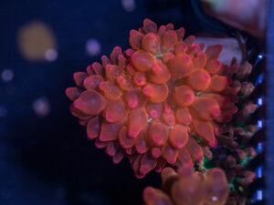 Bubble Tip Anemone - Forest Fire