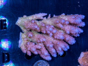 Acropora