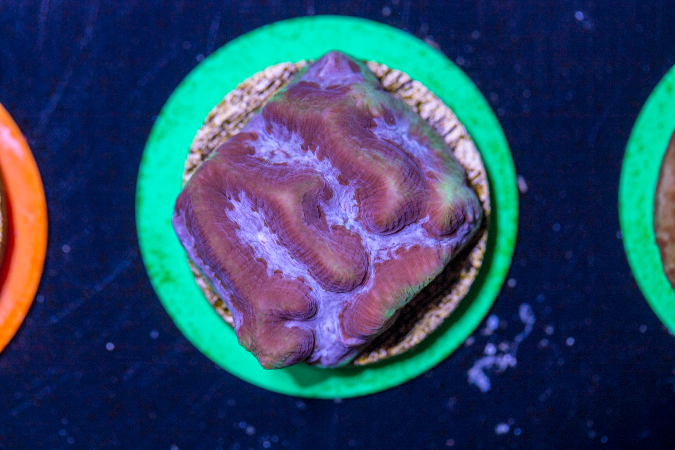 Platygyra 1 Platygyra