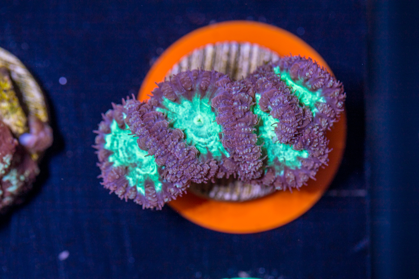 Blastomussa 1 Blastomussa