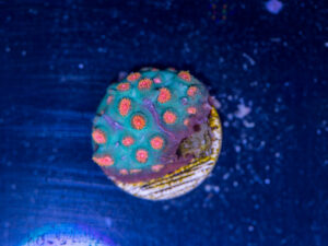 Cyphastrea - Meteor Shower